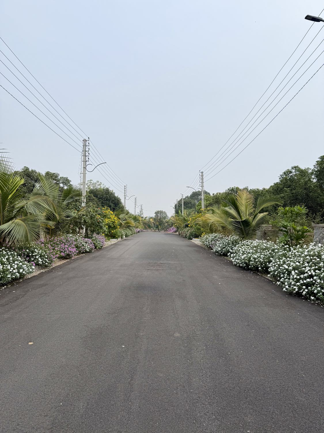 Lush landscaped common avenue with black bitumen road